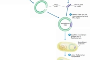 Bioteknologi (5) : Membuat insulin dengan bantuan E. coli