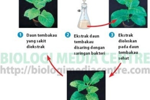Virus : Sejarah penemuannya (1)