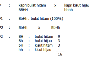 Cara cepat menyelesaikan soal persilangan (2)