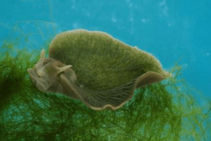 Elysia chlorotica : Siput yang bisa melakukan fotosintesis