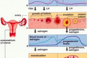 Sistem Reproduksi (3) : Daur menstruasi