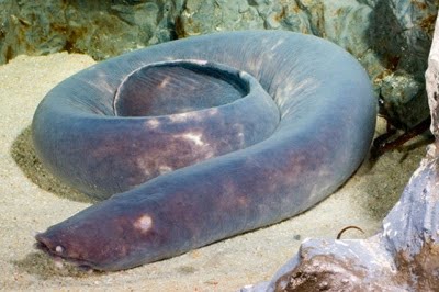 10 ikan prasejarah yang masih ada hingga sekarang 1