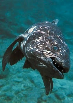 10 ikan prasejarah yang masih ada hingga sekarang 10