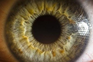 Foto-foto mata : Close up!