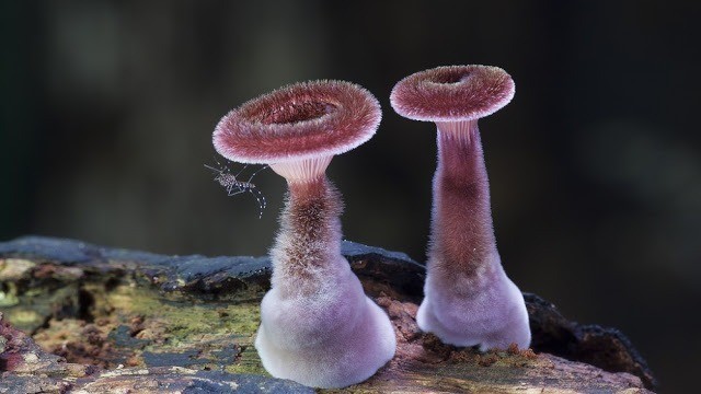 Foto-foto Jamur yang menakjubkan 2