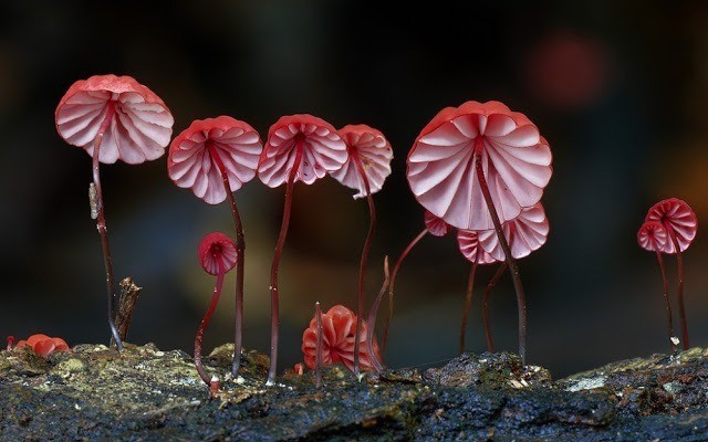 Foto-foto Jamur yang menakjubkan 6