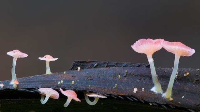 Foto-foto Jamur yang menakjubkan 12