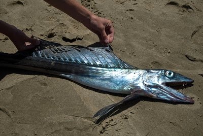 10 ikan prasejarah yang masih ada hingga sekarang 2
