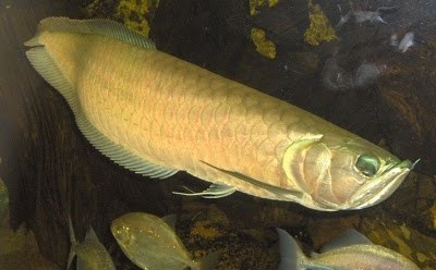 10 ikan prasejarah yang masih ada hingga sekarang 3