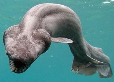10 ikan prasejarah yang masih ada hingga sekarang 4