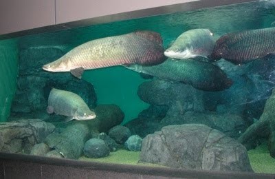 10 ikan prasejarah yang masih ada hingga sekarang 6