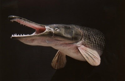 10 ikan prasejarah yang masih ada hingga sekarang 8
