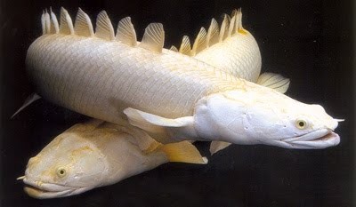 10 ikan prasejarah yang masih ada hingga sekarang 9