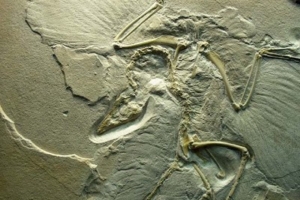 Archaeopteryx ternyata bukan bangsa burung