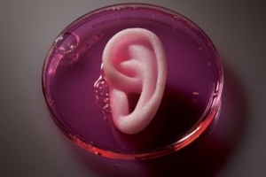 Menumbuhkan kuping pada cawan petri dengan stem cell