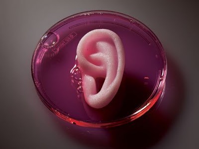 Menumbuhkan kuping pada cawan petri dengan stem cell 1