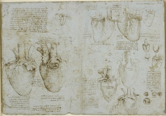 Lukisan Leonardo Da Vinci tentang anatomi manusia 5