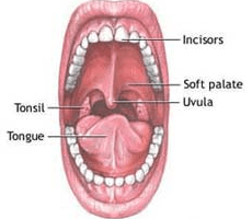 10 sisa organ yang tak berguna pada manusia