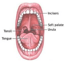 10 sisa organ yang tak berguna pada manusia 1
