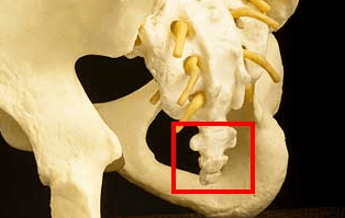 10 sisa organ yang tak berguna pada manusia 6