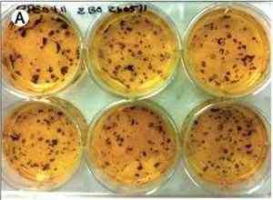 Menumbuhkan kuping pada cawan petri dengan stem cell 2