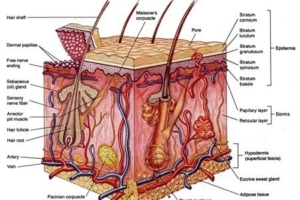 Sistem Koordinasi : Indera (4)
