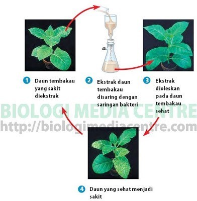 Virus : Sejarah penemuannya (1) 1
