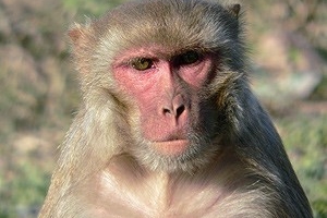 Sistem Transportasi (5) : Golongan darah Rhesus