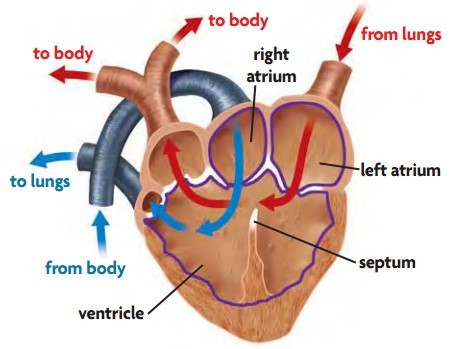 Sistem Transportasi (2) : Sistem transportasi pada Vertebrata 3