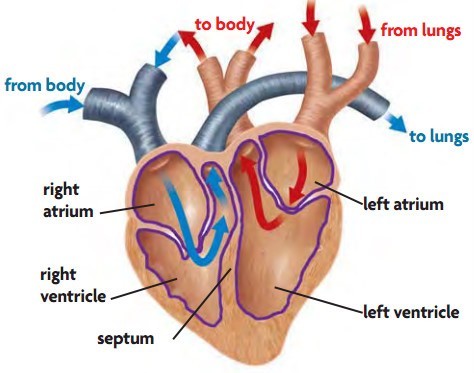 Sistem Transportasi (2) : Sistem transportasi pada Vertebrata 4