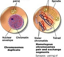Reproduksi Sel (3) : Meiosis (plus video animasi)