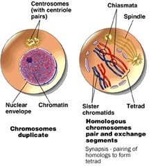 Reproduksi Sel (3) : Meiosis (plus video animasi) 1