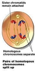 Reproduksi Sel (3) : Meiosis (plus video animasi) 3