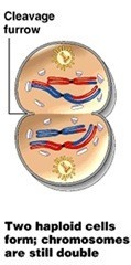 Reproduksi Sel (3) : Meiosis (plus video animasi) 4