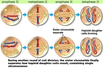 Reproduksi Sel (3) : Meiosis (plus video animasi) 5