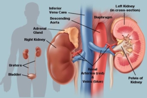 Sistem Ekskresi (4): Sistem ekskresi pada manusia (ginjal) + video