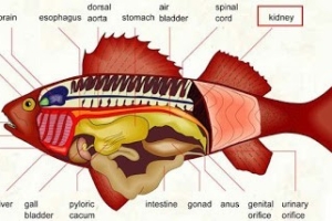 Sistem Ekskresi (2): Sistem ekskresi pada Vertebrata