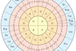 Sintesis Protein