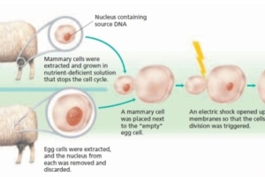 Bioteknologi (2) : Teknologi kloning untuk menciptakan makhluk hidup tanpa perkawinan + video