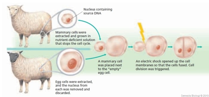 Bioteknologi (2) : Teknologi kloning untuk menciptakan makhluk hidup tanpa perkawinan + video 1