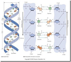 Materi Genetis : ADN dan ARN 1