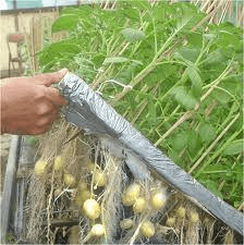 Produk-produk Bioteknologi dan Rekayasa Genetika 13