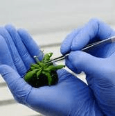 Bioteknologi (4) : Mikroorganisme dan produknya 1
