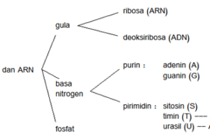 Nukleotida : Komponen utama penyusun ADN dan ARN