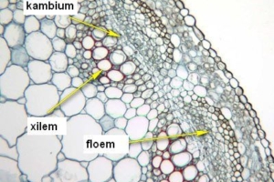 Jaringan pada tumbuhan (1) : Jaringan meristem