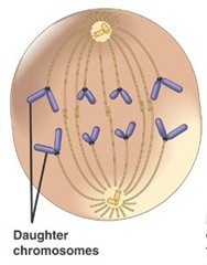 Reproduksi Sel (2) : Amitosis dan Mitosis (plus video animasi) 4