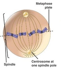 Reproduksi Sel (2) : Amitosis dan Mitosis (plus video animasi) 3