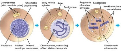 Reproduksi Sel (2) : Amitosis dan Mitosis (plus video animasi) 2