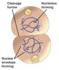 Reproduksi Sel (2) : Amitosis dan Mitosis (plus video animasi) 5