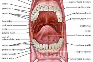 Sistem Pencernaan (3) : Organ-organ pencernaan manusia